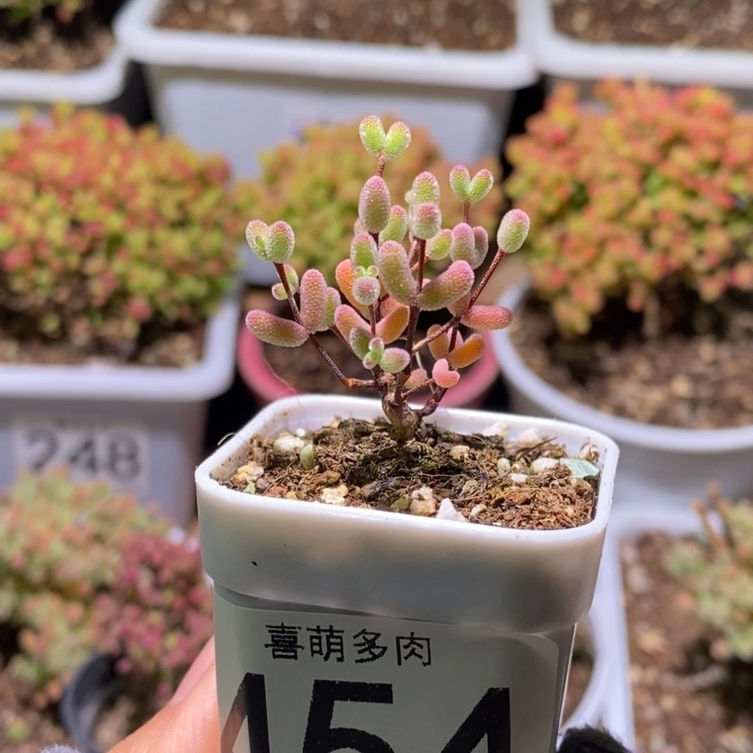 辣***滚实生糖球枝干番杏454