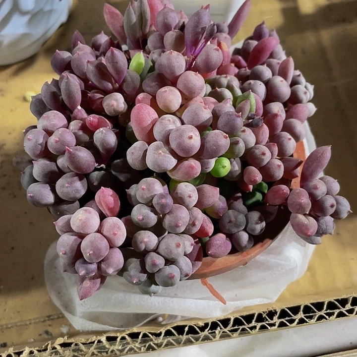大紫葡萄带盆土发货