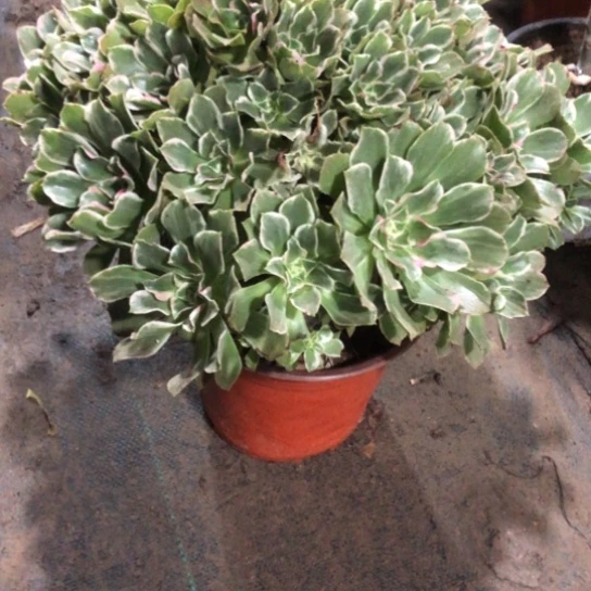 桓****无花朵青丝大手捧340号