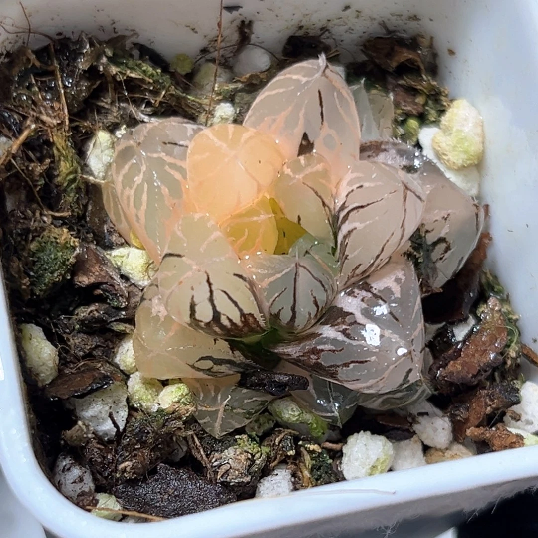 恭喜发财大吉大利5362