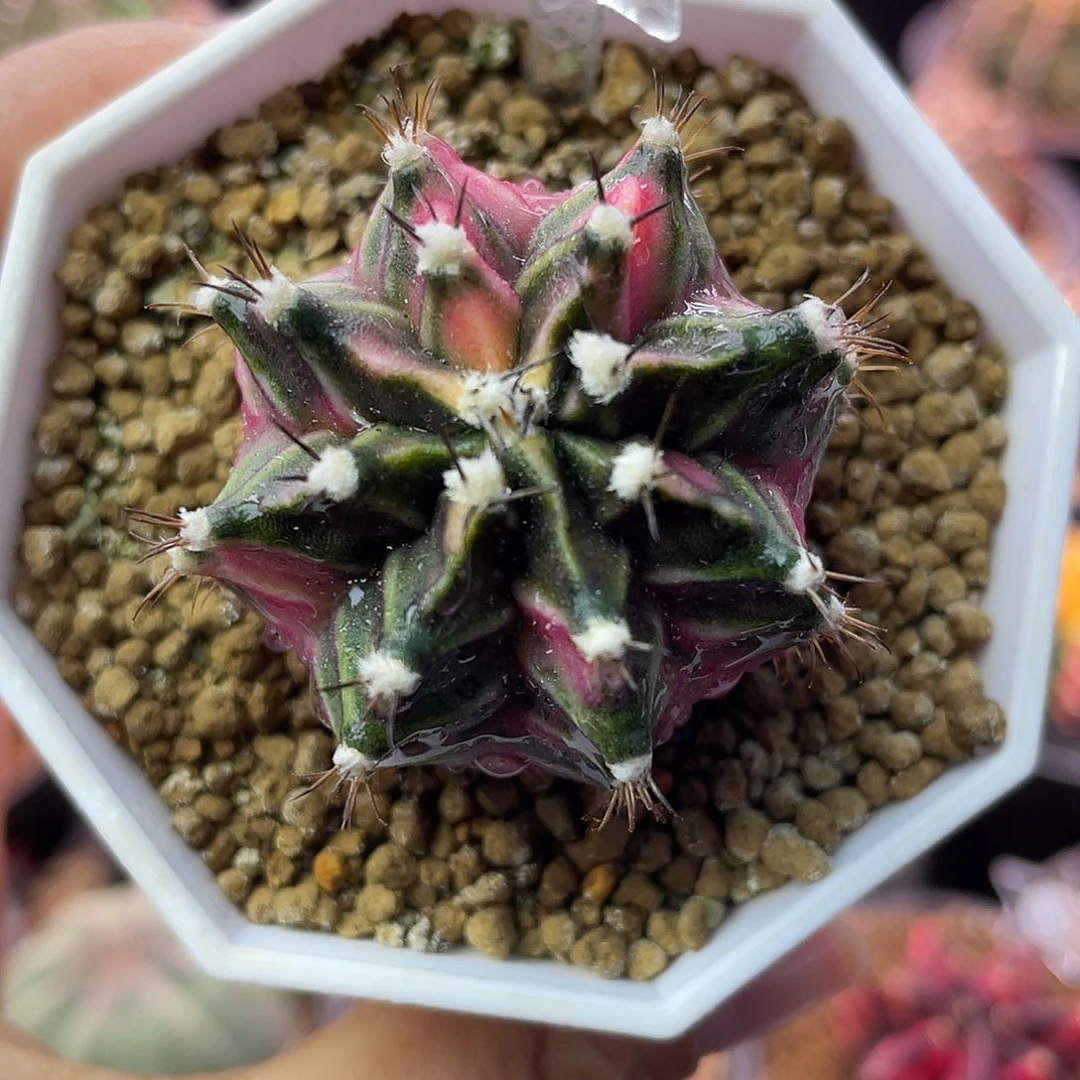 1-241米哈锦4厘米