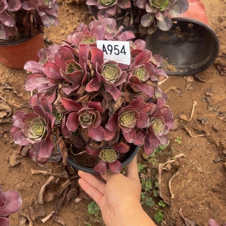 魅金玫瑰多肉植物954.