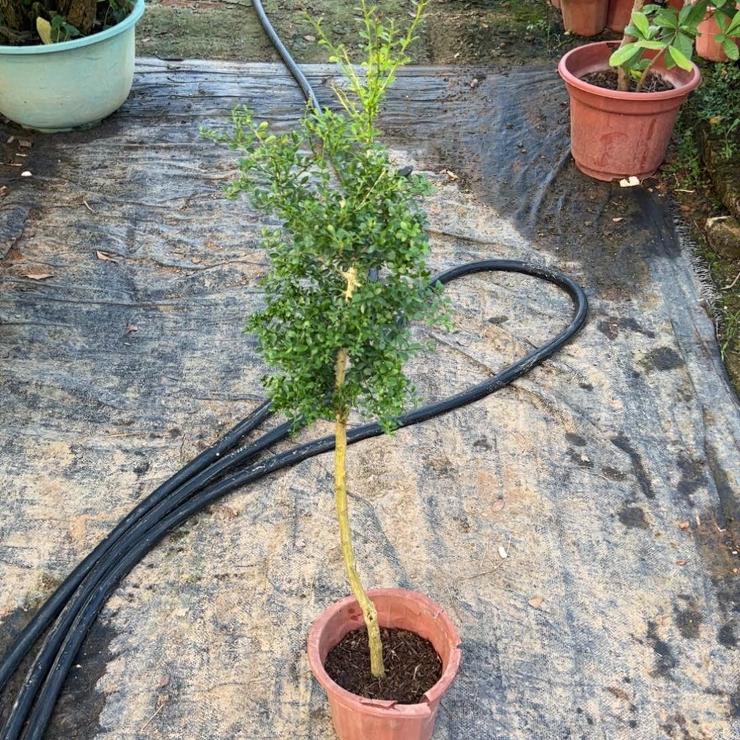 无花朵绿植盆栽植物花卉红宝石