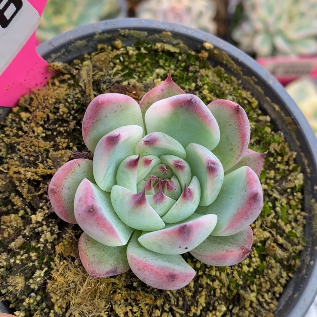 &***&566吉娃娃锦锦锦锦锦