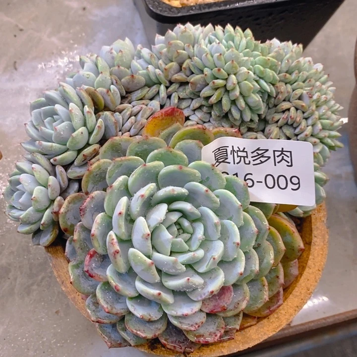 用****8夏悦多肉0216-9海棠花