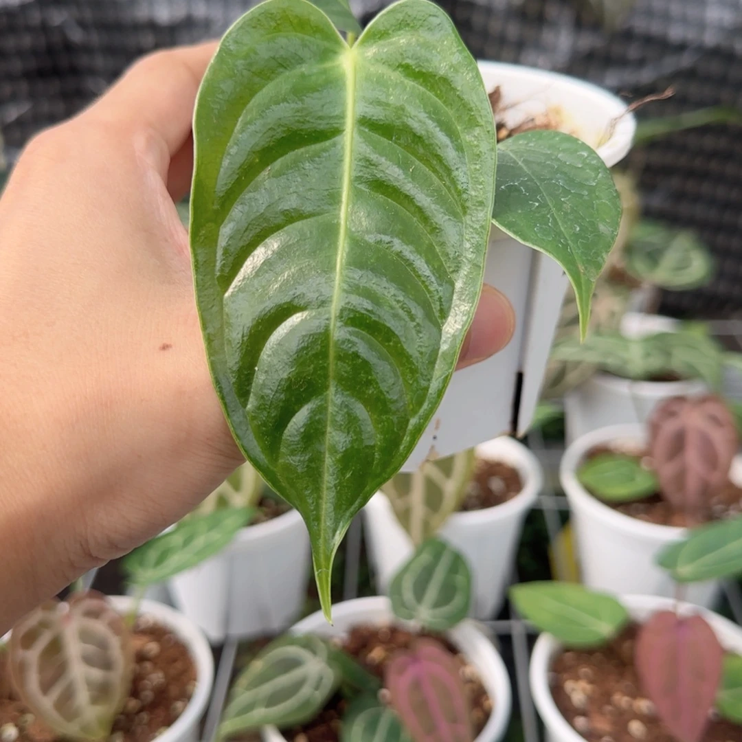 完全开放小火鹤王