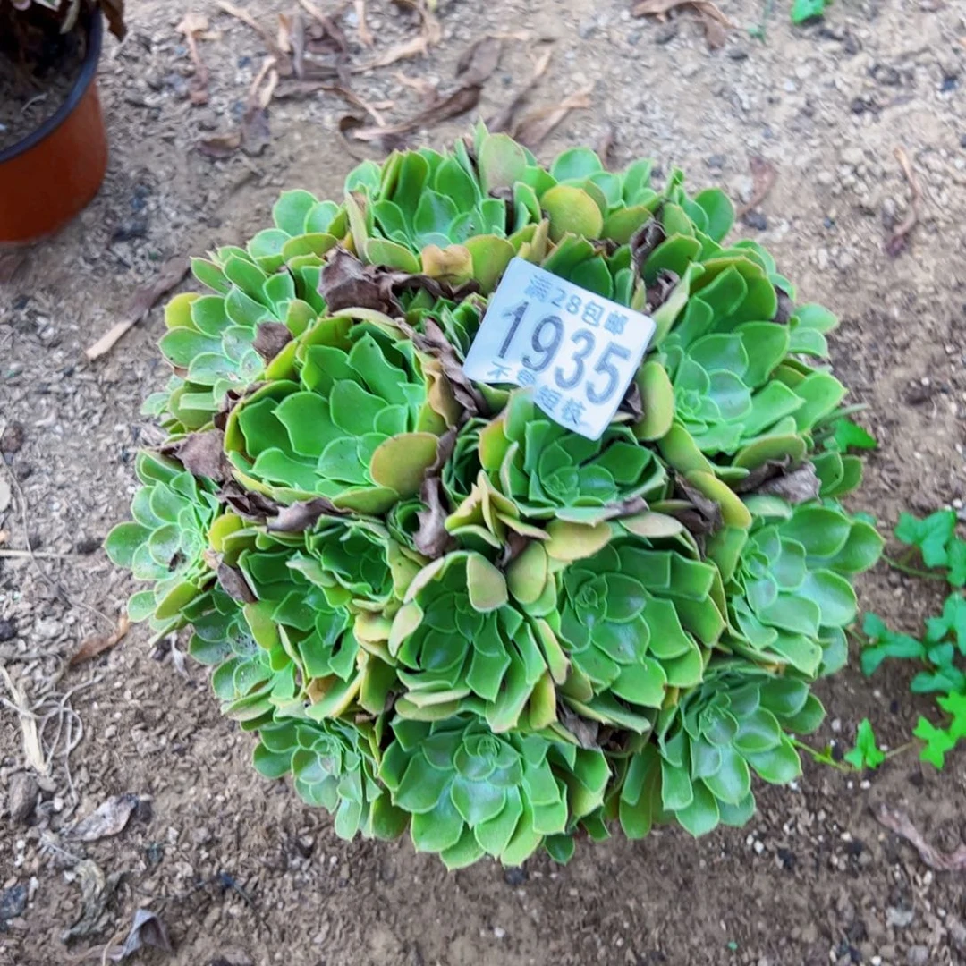 流星雨多肉植物1935法师