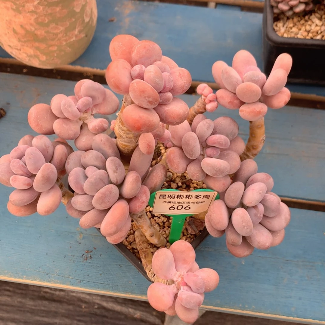 雪****声橙雪球老桩一物一拍606