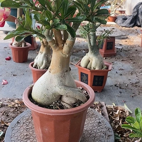 【闪购商品】无花朵霸*花