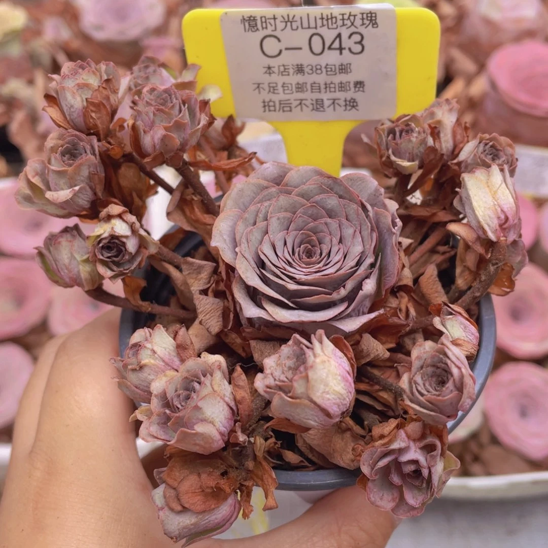 山地玫瑰C043满38包邮裸根发货