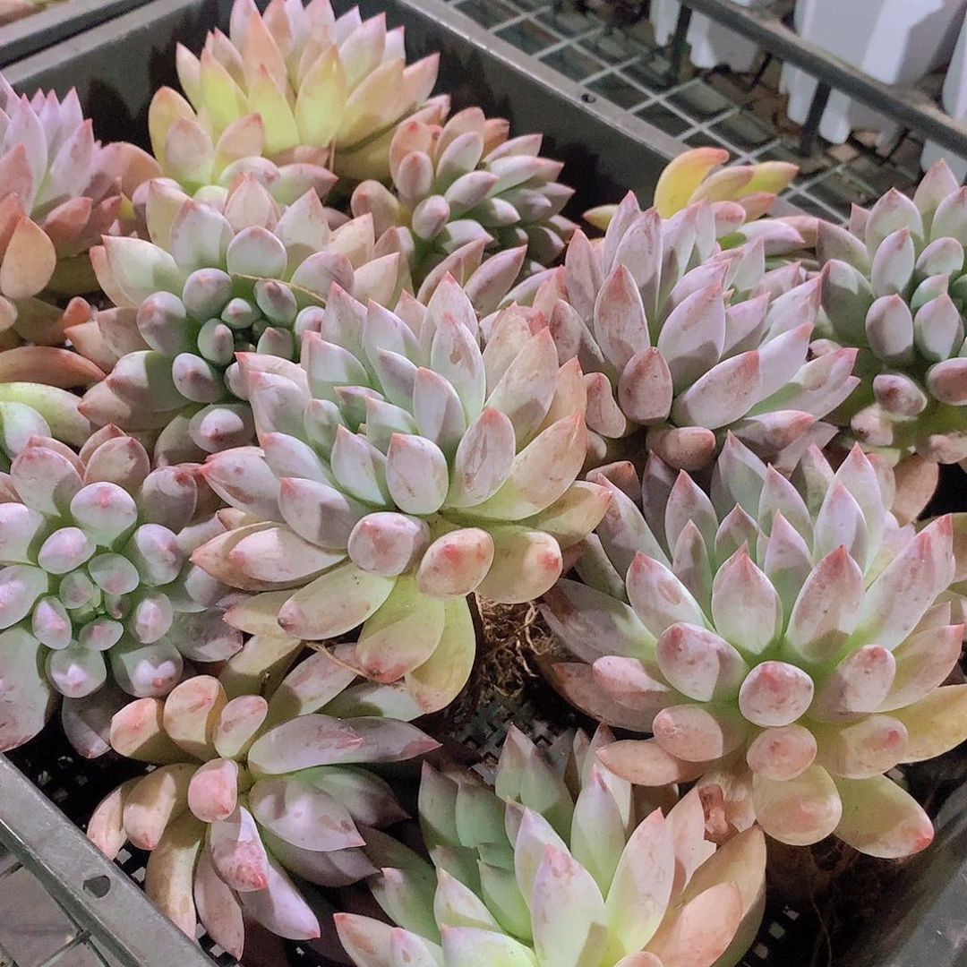 所罗门捡漏35788999000