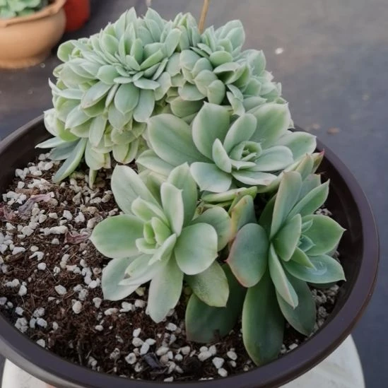 丝绸面纱超白锦缀化