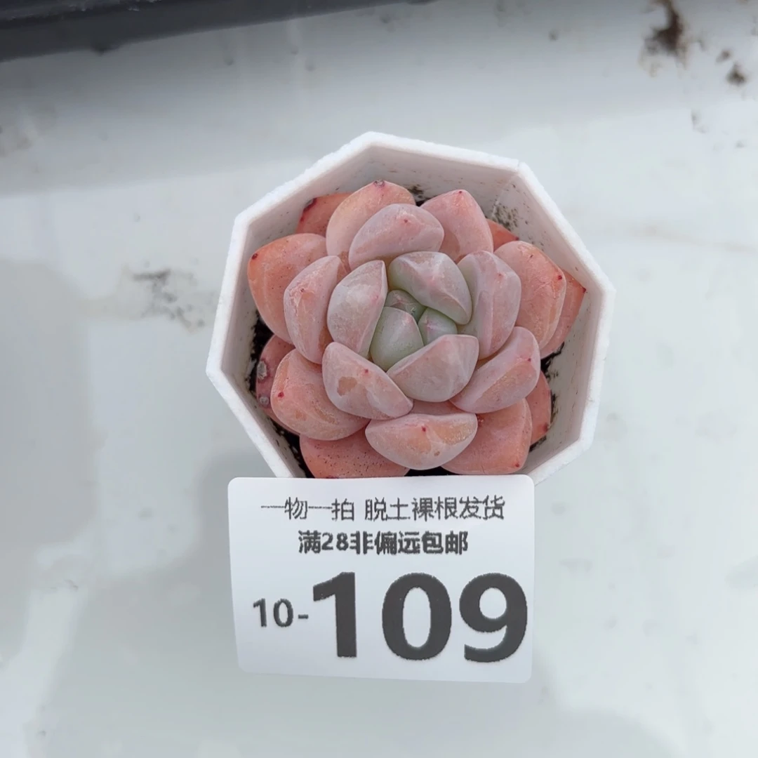 和田玉单头多肉多肉