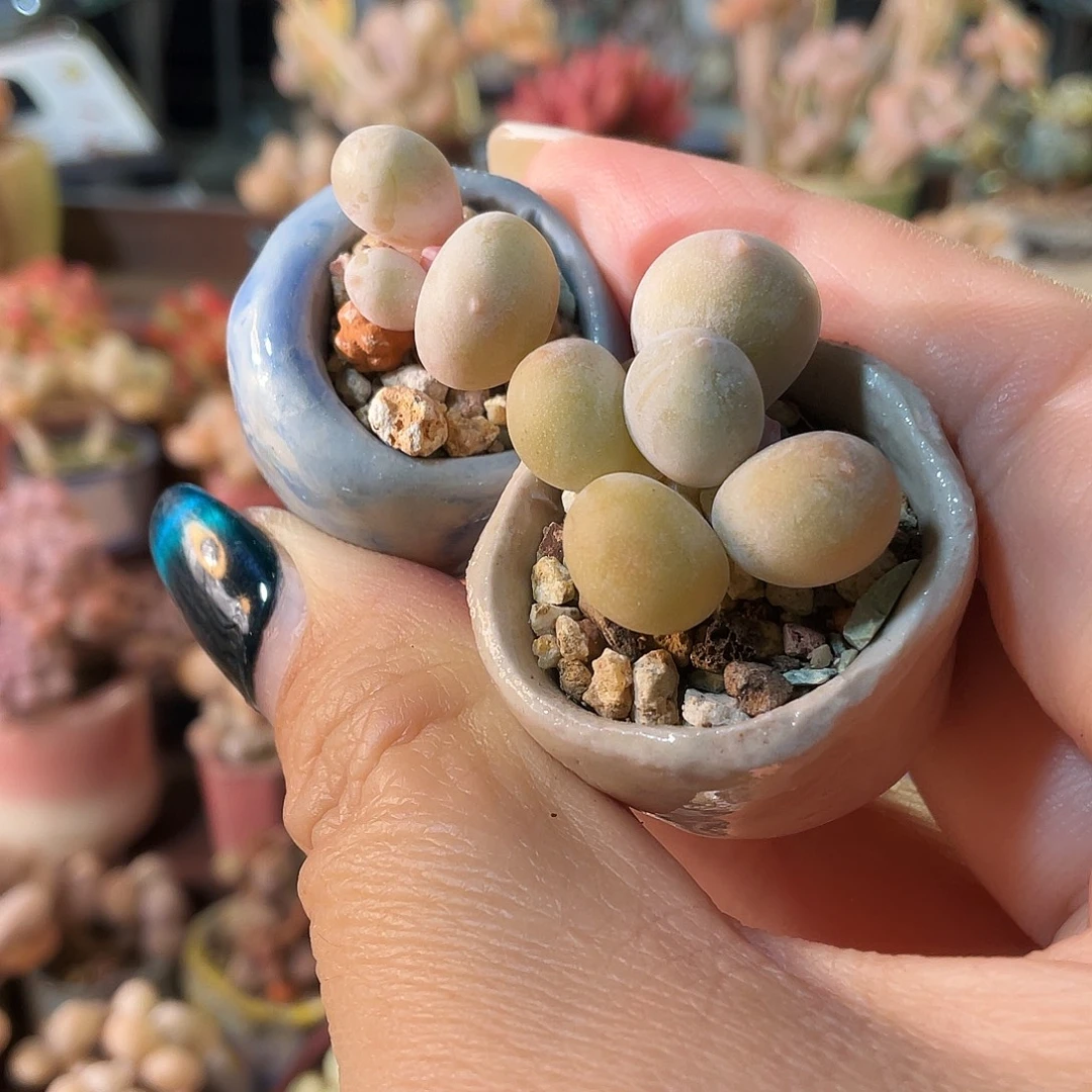 仅***仅多肉植物的生长发育和