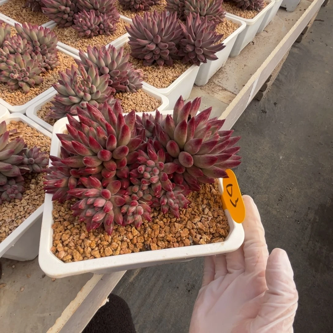 d3虞美人群生无砍的