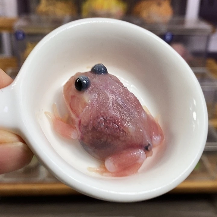 角蛙585号三基因黑膜粉雪