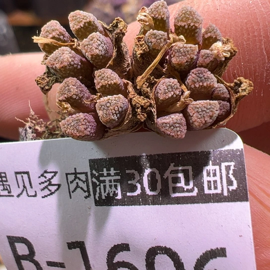 多1606肉植物1111111111111