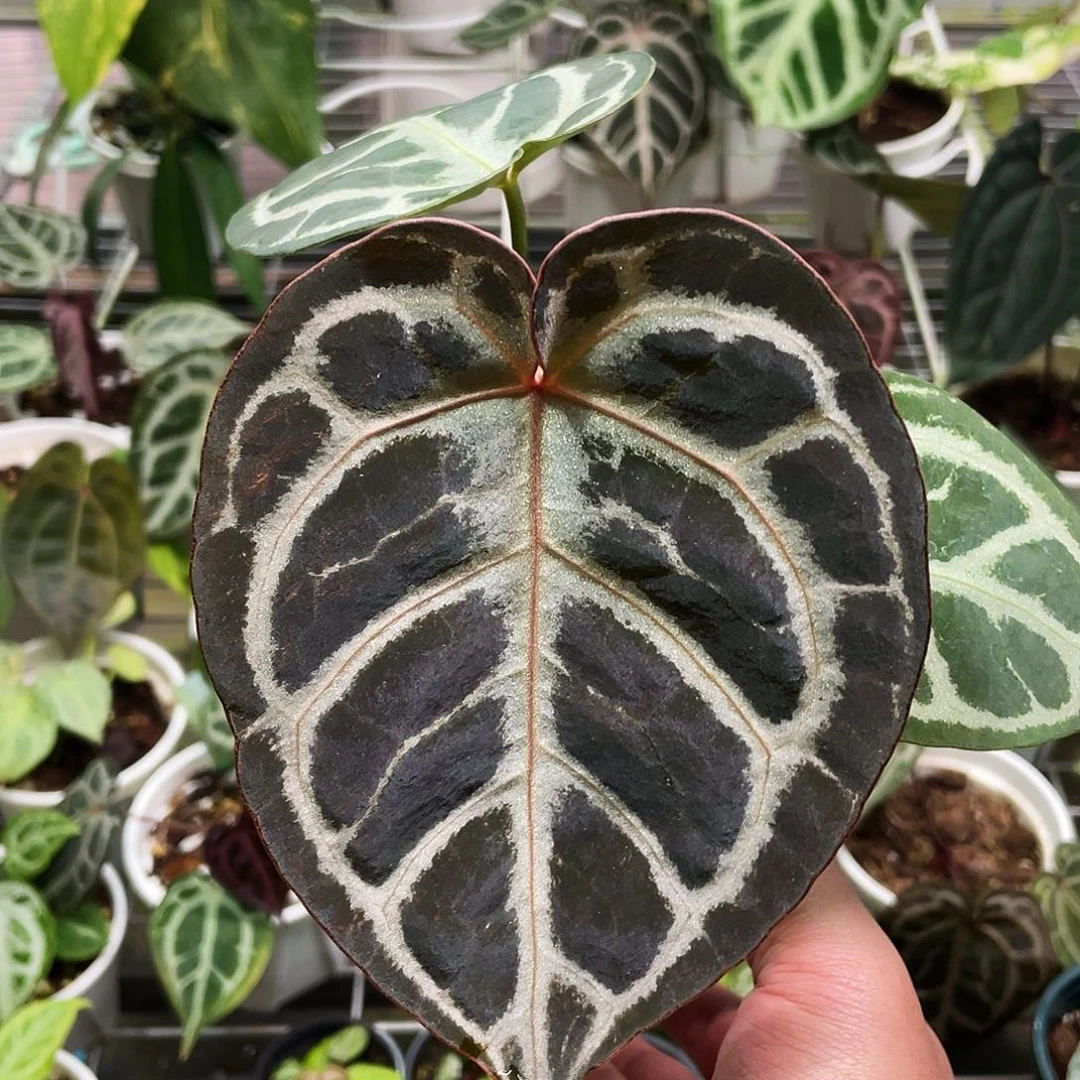 完全开放skg红杂红虎