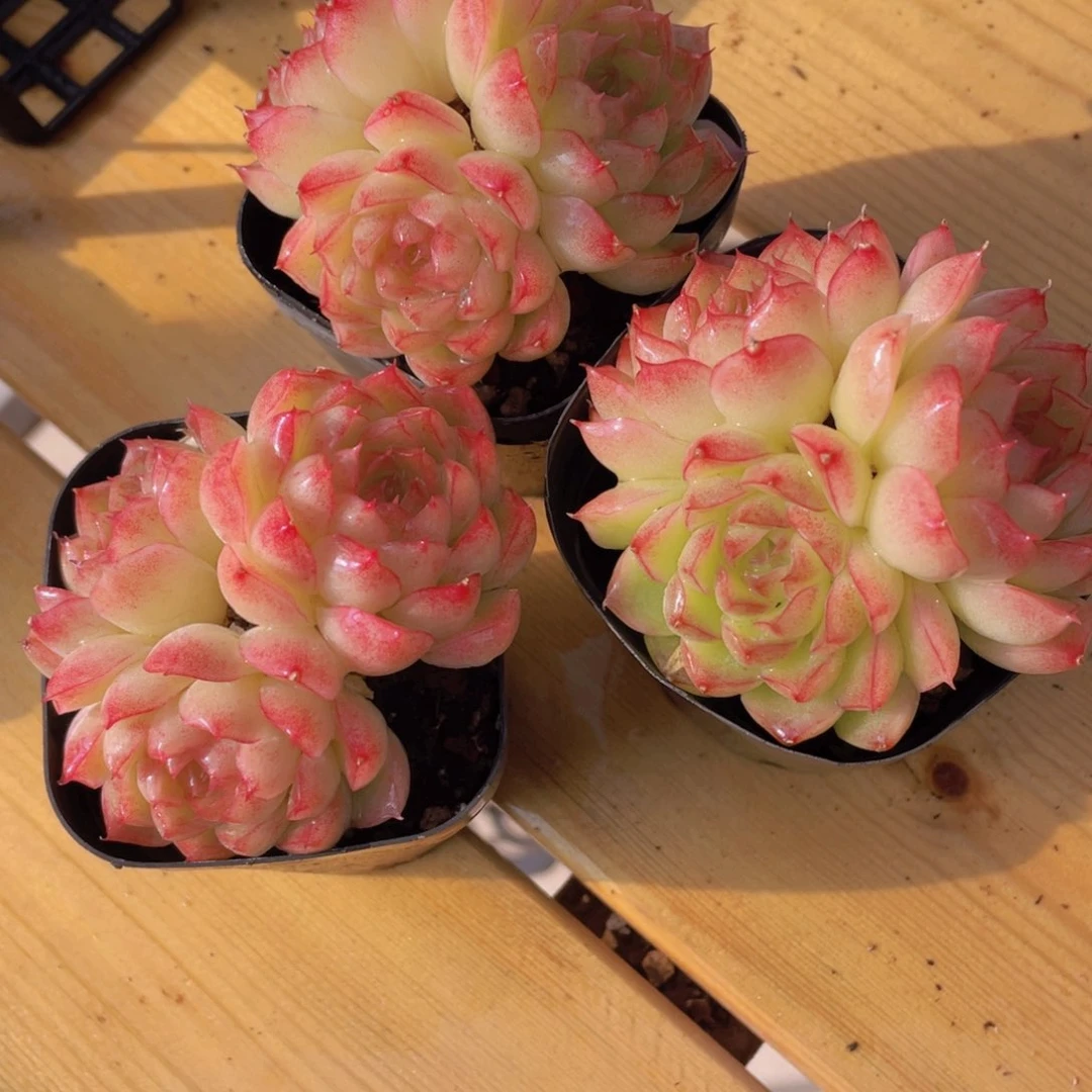 375号 全状态珍妮粉麦秆精品一颗