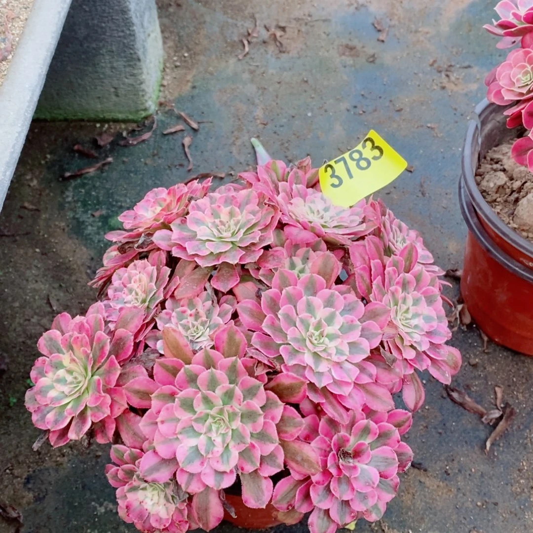 红同白多肉植物3783