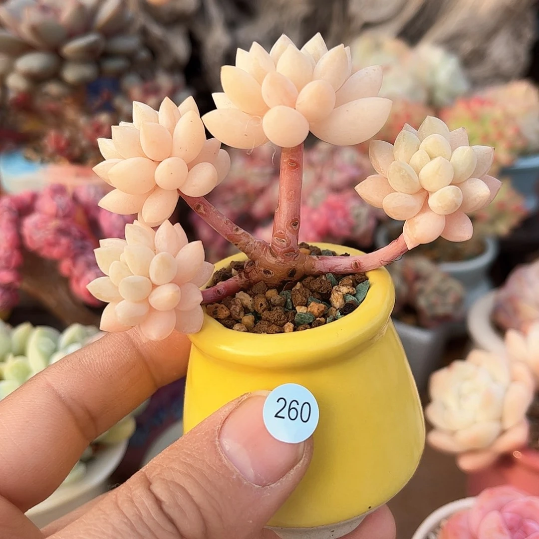 象牙泡泡260 含盆含土发货 30包邮偏远除外