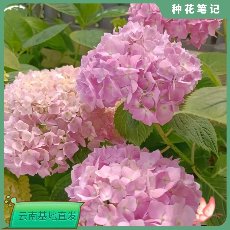 【粉色大海蓝】调色容易花色多变盆栽带花带花苞基地现货直发