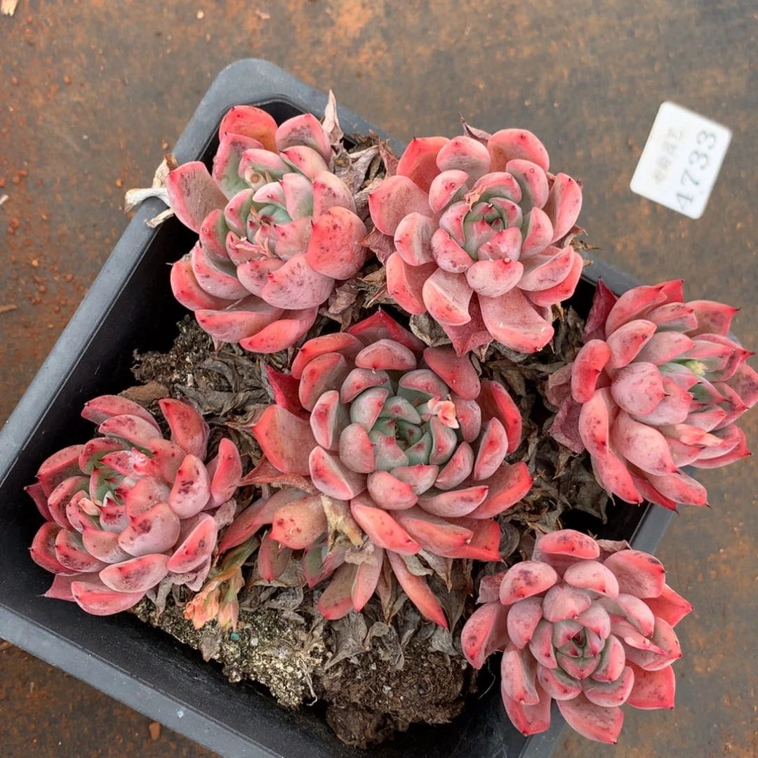 4737杂交精品基地12厘米