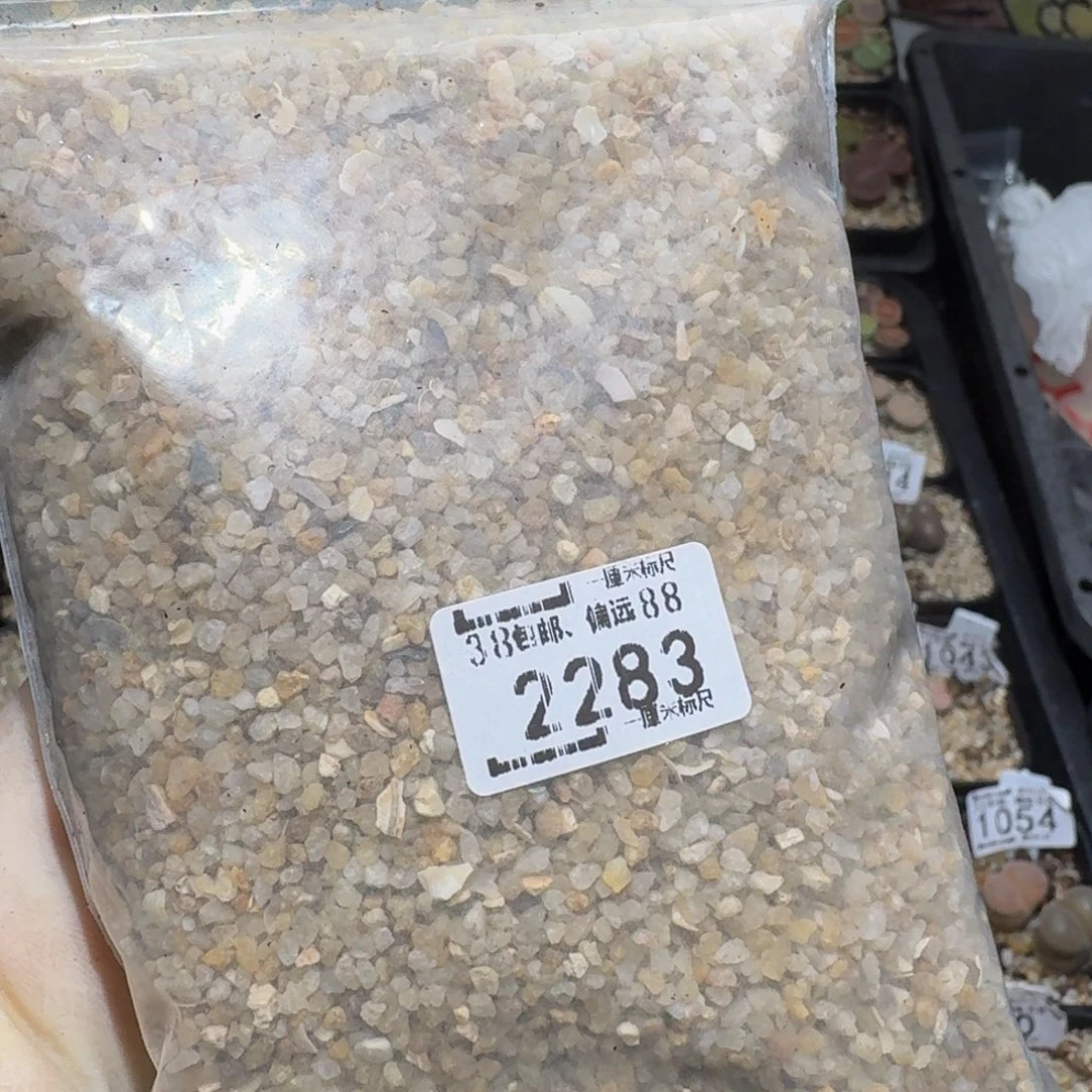 zzzz生石花肉锥2283