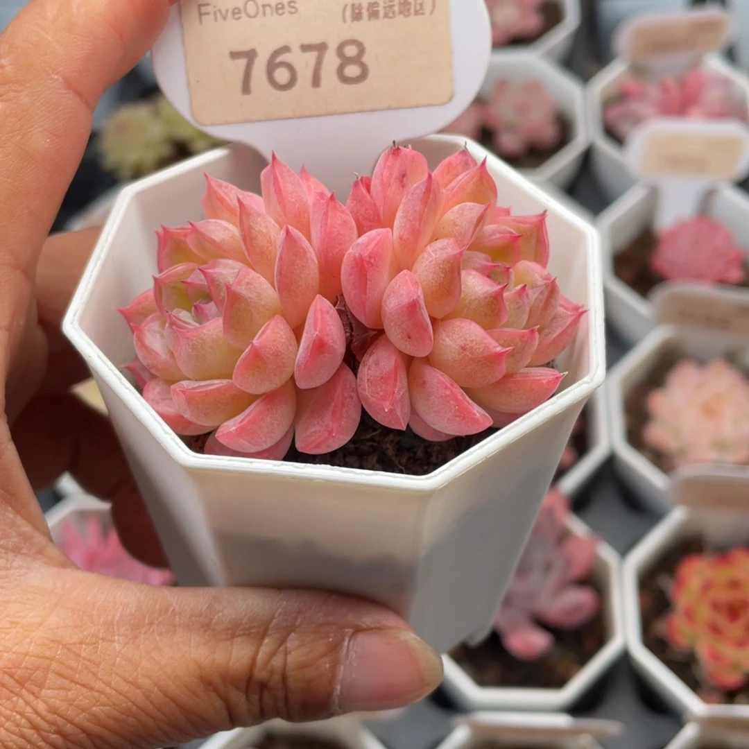 女王7678-5.5厘米