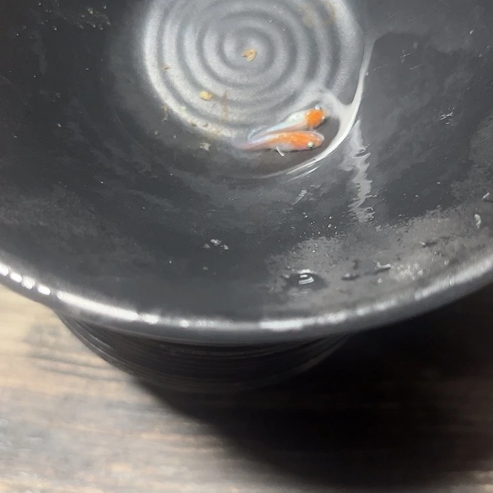 青鳉赤壁红白观背青鳉