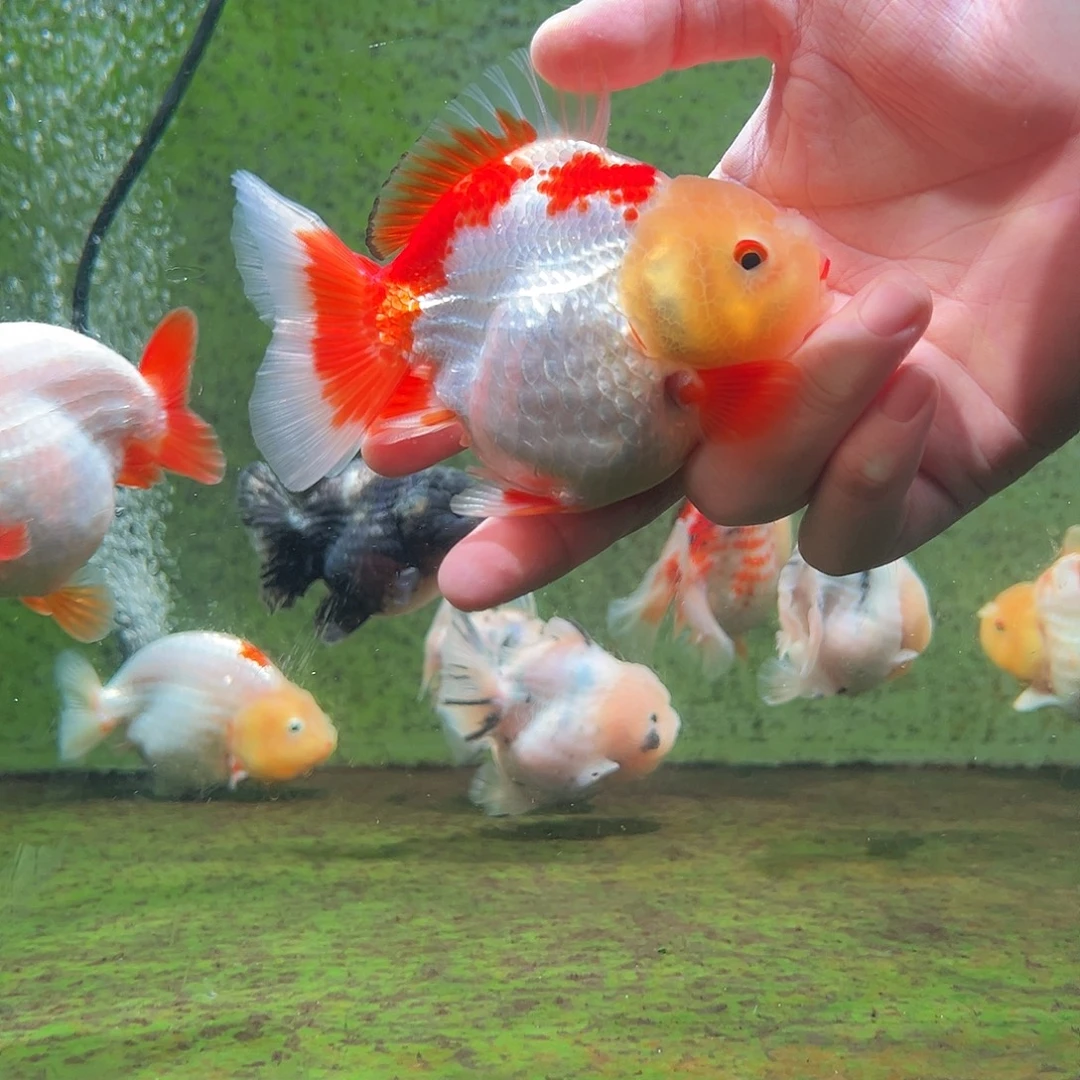 海水鱼木木与兰寿金鱼