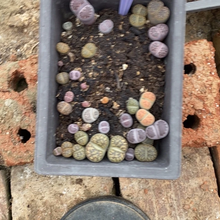 静***心生石花的季节到609