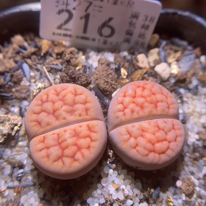 精品生石花27.216