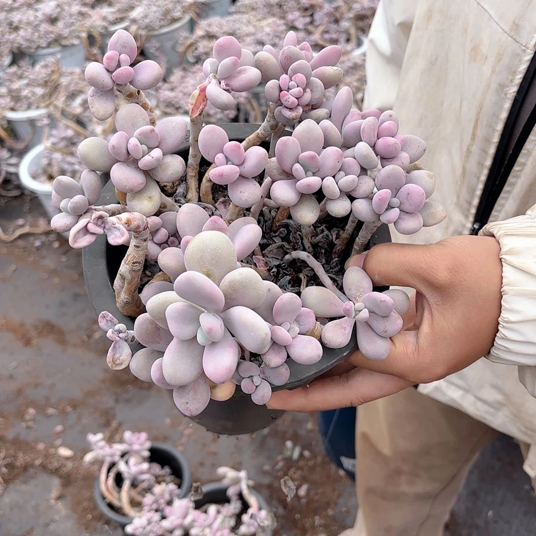 9.9小老庄桃蛋多肉植物