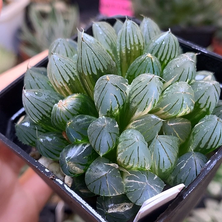 霓虹灯玉露锦得盆土发货