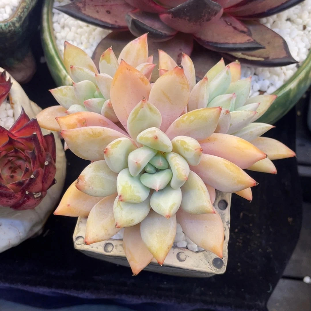 多肉植物盆栽多肉植物