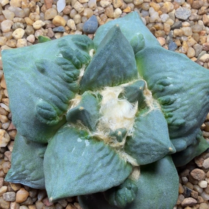 百万级的外星怒苗