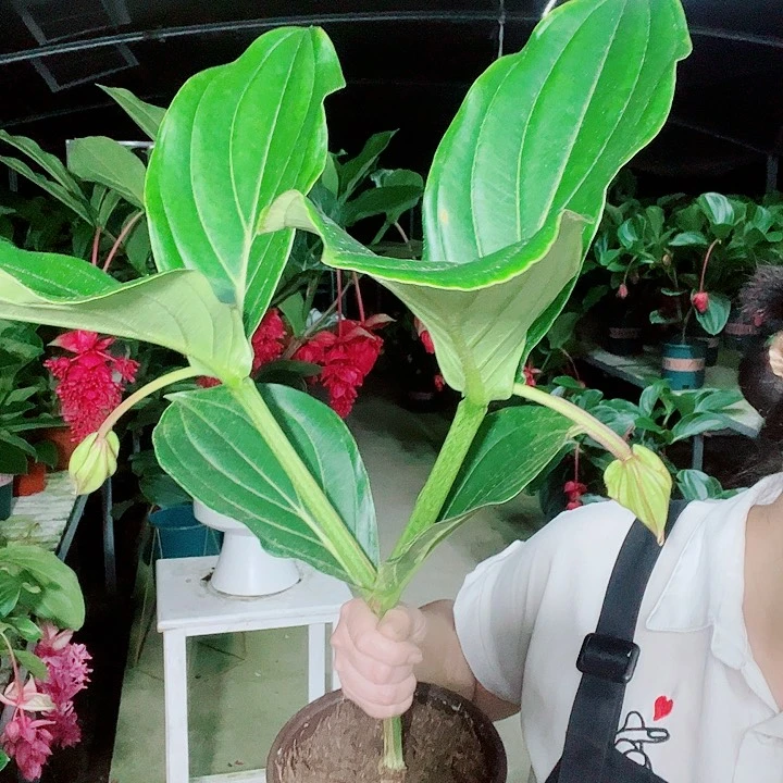 花**夏宝莲灯开花开花