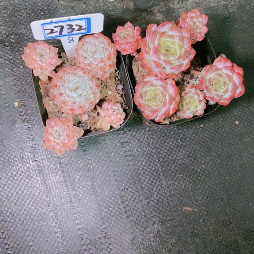 【闪购商品】T****2732寄养