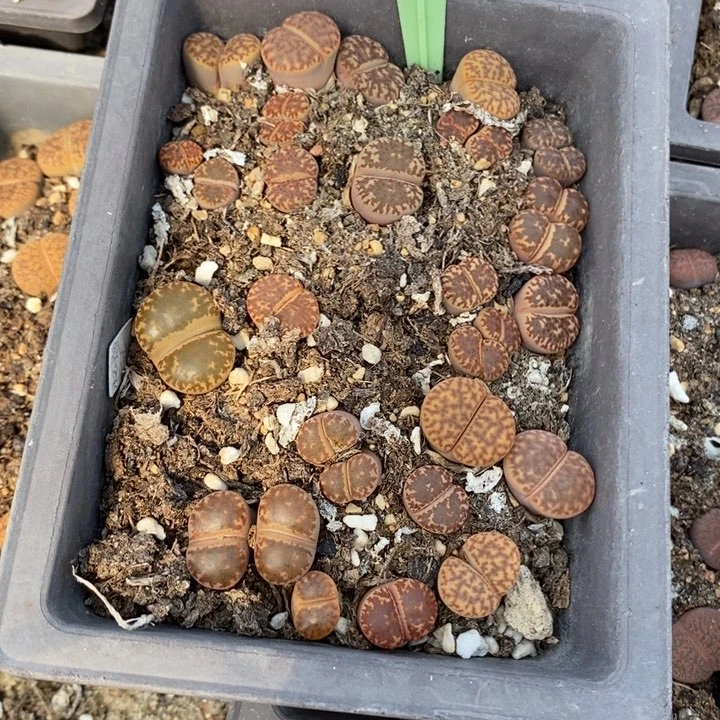 琪***）生石花等植物的生长681