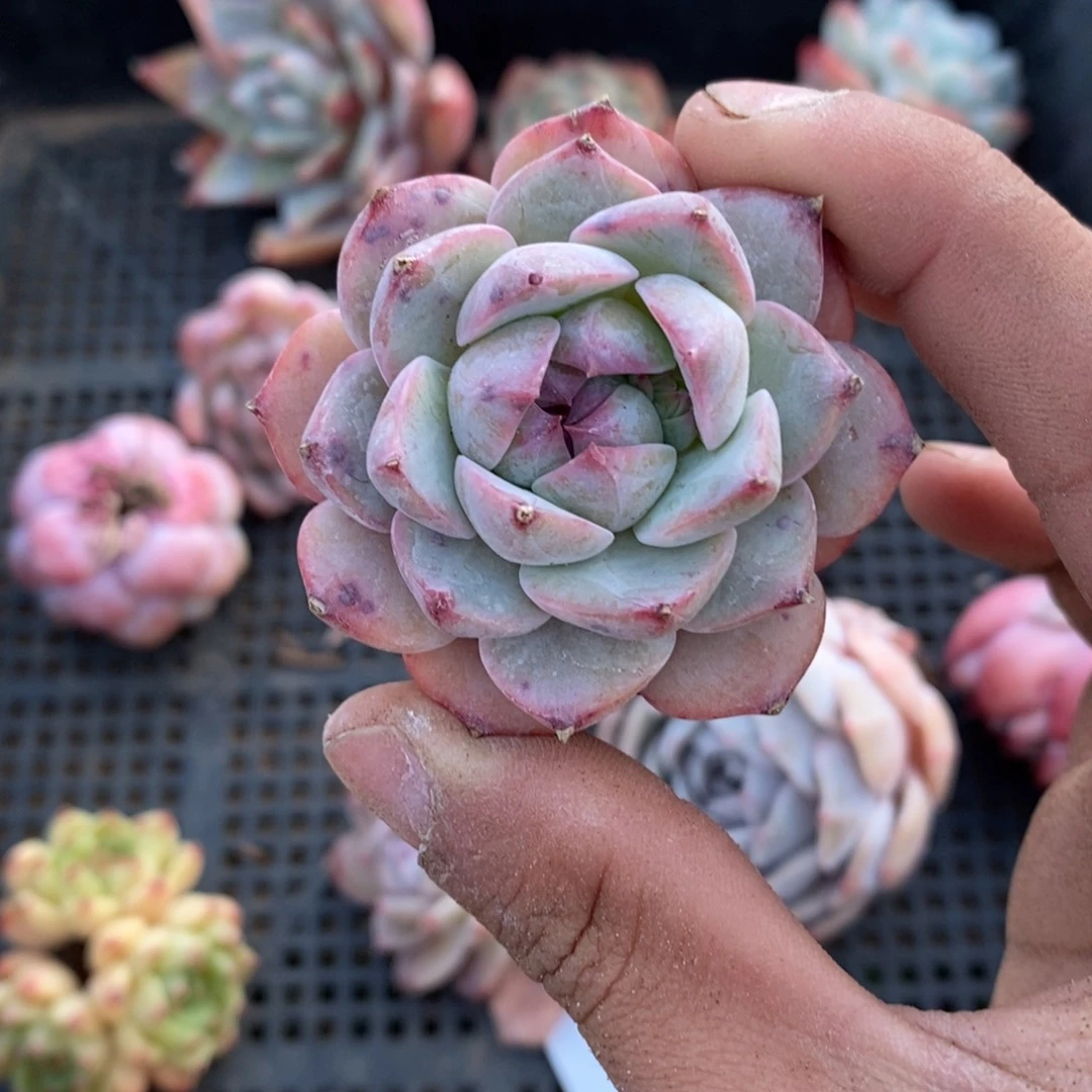 可问主播品种，下滑链接更多品种多肉植物选择