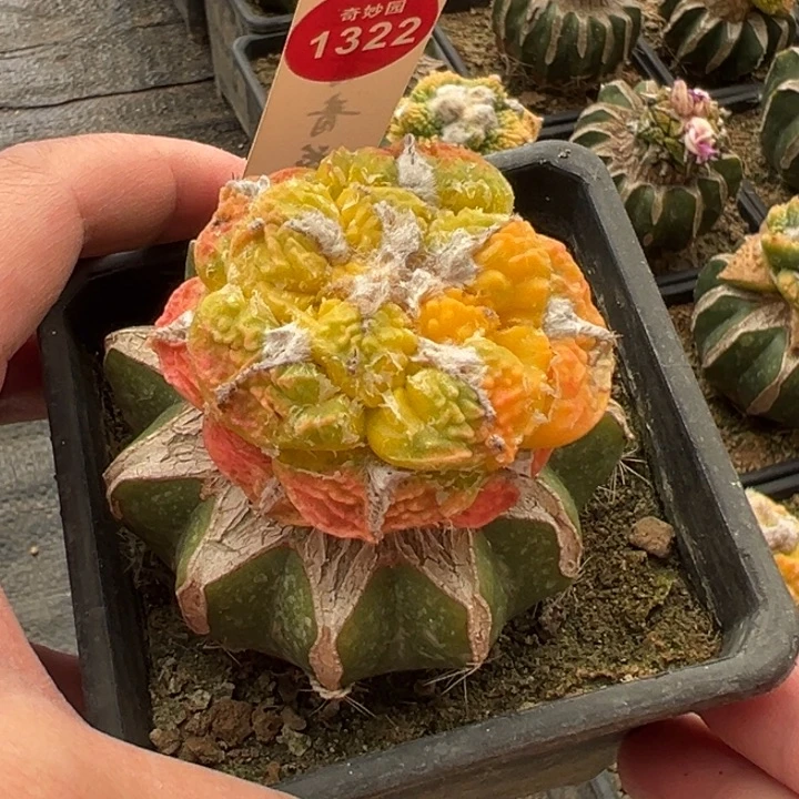 嫁接牡丹锦一棵仙人球5.3cm