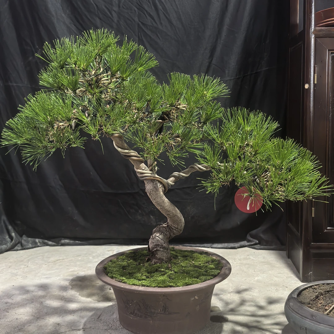 黑松黄山松迎客松盆景四季常青耐寒可地栽盆栽植物