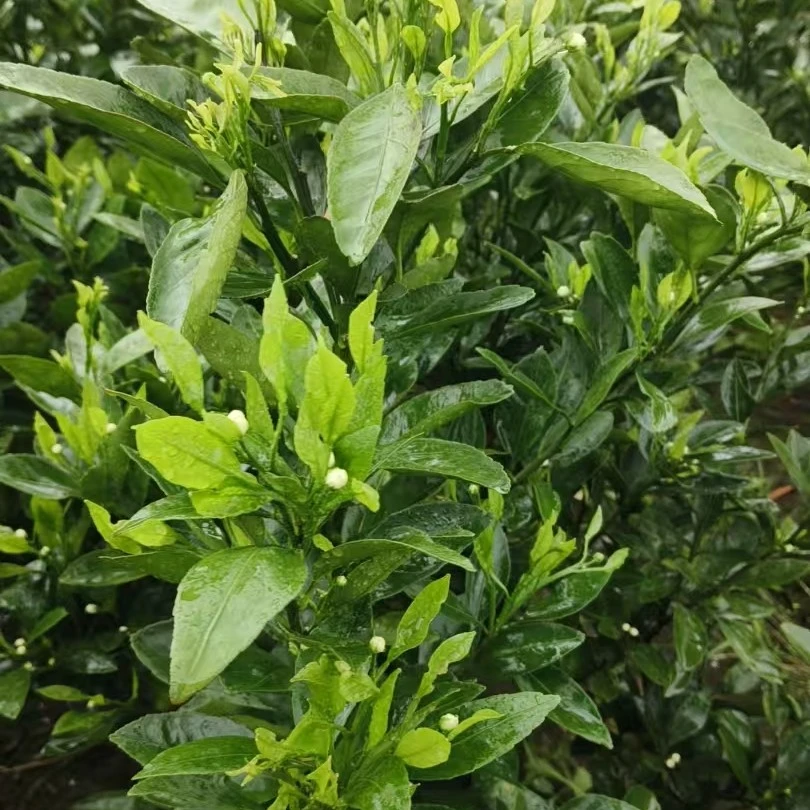 【金秋砂糖橘】庭院花园绿植盆栽地载
