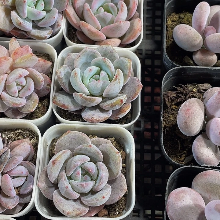 抹茶3.8带盆土发货