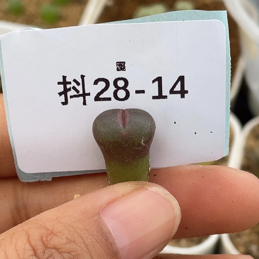 逗***逗28-14肉锥多肉植物