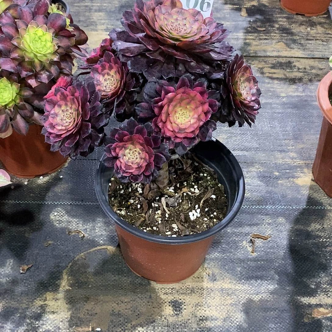 烟花706多肉法师