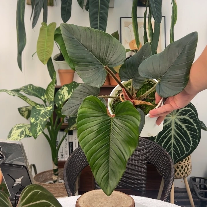 不开花植物红杆绿叶赤蛇蔓绿绒