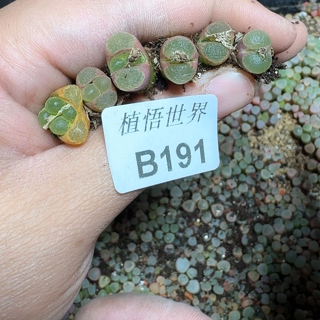 6颗一组量拍多肉植物哇fj j