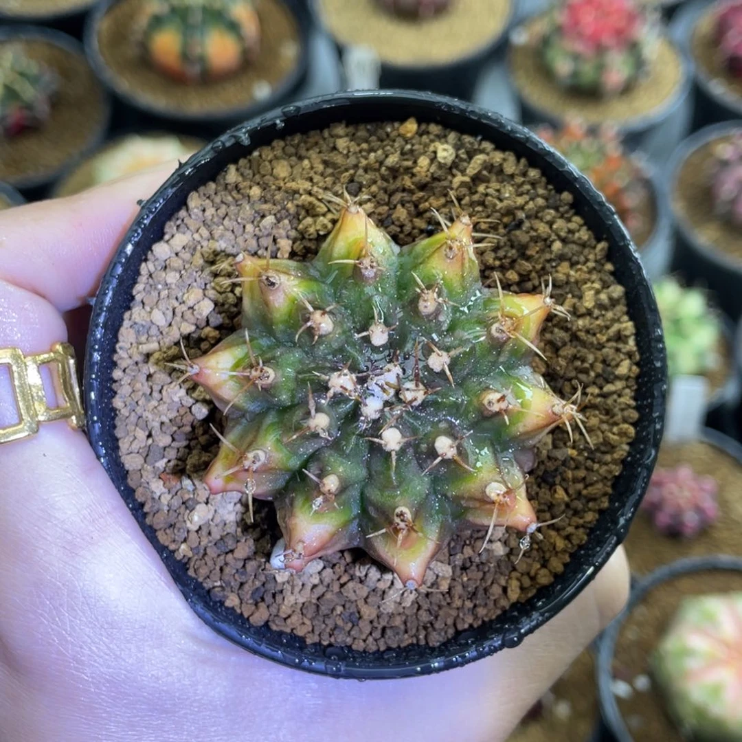 米哈福利000000008